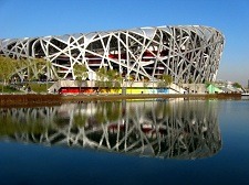 Bird Nest
