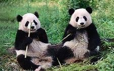 Panda Beijing