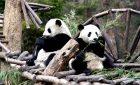 Lovely Panda in Chengdu