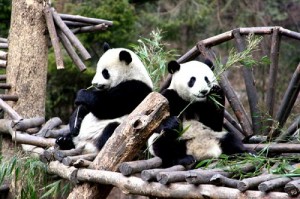 Lovely Panda in Chengdu