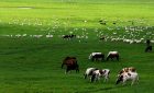 Xilamuren Grassland