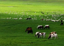 Xilamuren Grassland