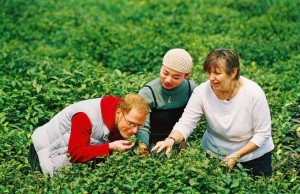 pick chinese tea