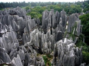 The Stone Forest