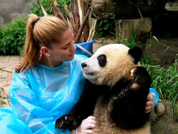 Обнять панду. Панда обнимашки. Панда и человек. Панды обнимаются. Панда обнимается с человеком.