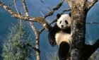 13 Days Beijing Xian Chengdu Ya`an Shangai Tour