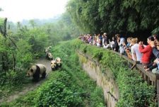 Chengdu Panda Base