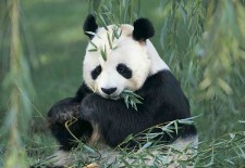 Chengdu Giant Panda