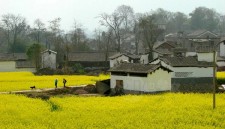 Canola flower Luoping