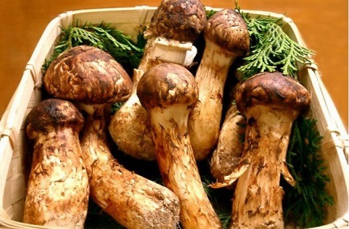 Matsutake