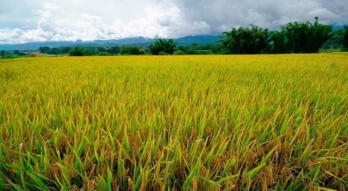 Yunnan Tribute Rice