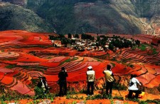 5 Days Tour of Dongchuan Red Land, Stone Forest and Dali