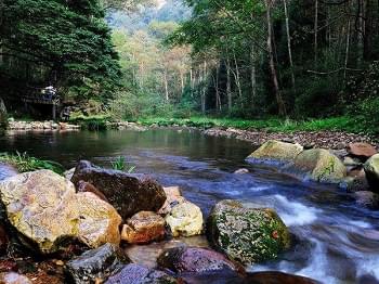 Golden Whip Brook