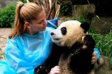 Giant panda hugging