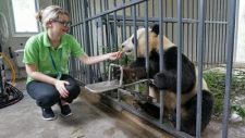 feeding giant panda