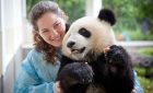 Chengdu Panda Volunteer Program Tour